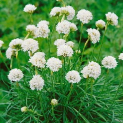 Grasnelke Weiß, Topf-Ø 12 Cm, 3er-Set -Garten Sicht Verkäufe 0319100496 Armeria maritima Alba 3er Set 1 107993