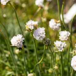 Grasnelke Weiß, Topf-Ø 12 Cm, 3er-Set -Garten Sicht Verkäufe 0319100496 Armeria maritima Alba 3er Set 3 107991
