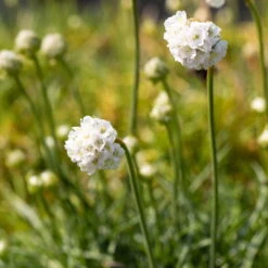 Grasnelke Weiß, Topf-Ø 12 Cm, 3er-Set -Garten Sicht Verkäufe 0319100496 Armeria maritima Alba 3er Set 4 107992