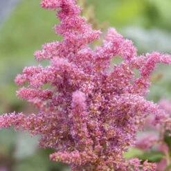 Bio Prachtspiere 'Younique Cerise'® Weiß, Topf-Ø 11 Cm, 3er-Set -Garten Sicht Verkäufe 0319100498 Astilbe Younique Cerise 3er Set 2 107936