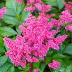 Bio Prachtspiere 'Younique Cerise'® Weiß, Topf-Ø 11 Cm, 3er-Set -Garten Sicht Verkäufe 0319100498 Astilbe Younique Cerise 3er Set 3 107935