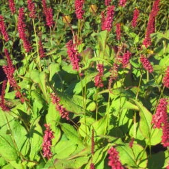 Bio Kerzen-Knöterich 'JS Caliente' Dunkelrot, Topf-Ø 11 Cm, 3er-Set -Garten Sicht Verkäufe 0319100501 Bistorta amplex JS Calliente 3er Set rot 2 110648