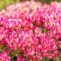 Garten-Fetthenne 'Herbstfreude' Rosa, Topf-Ø 11 Cm, 3er-Set -Garten Sicht Verkäufe 0319100516 Sedum telephium Herbstfreude 3er Set 3 107948