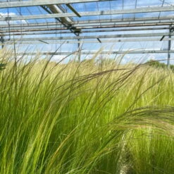 Bio Federgras, Topf-Ø 12 Cm, 3er-Set -Garten Sicht Verkäufe 0319100517 Stipa tenuissima Ponytails 3er Set T12 20 122453