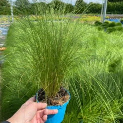 Pflanzenset 'Spätsommer-Gold' Gelb-orange, Topf-Ø 12 Cm, 4er-Set -Garten Sicht Verkäufe 0319100517 Stipa tenuissima Ponytails 3er Set T12 3 122452