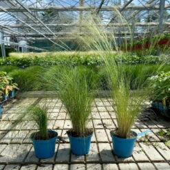 Bio Federgras, Topf-Ø 12 Cm, 3er-Set -Garten Sicht Verkäufe 0319100517 Stipa tenuissima Ponytails 3er Set T12 4 122454