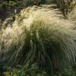 Bio Federgras, Topf-Ø 12 Cm, 3er-Set -Garten Sicht Verkäufe 0319100517 Stipa tenuissima Ponytails 3er Set 1 107951