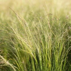 Bio Federgras, Topf-Ø 12 Cm, 3er-Set -Garten Sicht Verkäufe 0319100517 Stipa tenuissima Ponytails 3er Set 2 107950 1