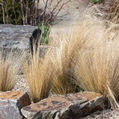 Pflanzenset 'Spätsommer-Gold' Gelb-orange, Topf-Ø 12 Cm, 4er-Set -Garten Sicht Verkäufe 0319100517 Stipa tenuissima Ponytails 3er Set 3 107952