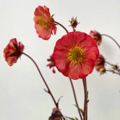 Nelkenwurz 'Flame Of Passion' Hellrot, Topf-Ø 12 Cm, 3er-Set -Garten Sicht Verkäufe 0319100523 geum flames of passion rot 2 125006
