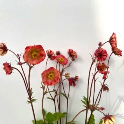 Nelkenwurz 'Flame Of Passion' Hellrot, Topf-Ø 12 Cm, 3er-Set -Garten Sicht Verkäufe 0319100523 geum flames of passion rot 4 125005