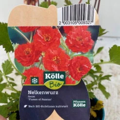 Nelkenwurz 'Flame Of Passion' Hellrot, Topf-Ø 12 Cm, 3er-Set -Garten Sicht Verkäufe 0319100523 geum flames of passion rot 6 125003