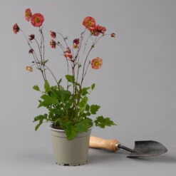 Nelkenwurz 'Flame Of Passion' Hellrot, Topf-Ø 12 Cm, 3er-Set -Garten Sicht Verkäufe 0319100523 geum flames of passion rot1 125703