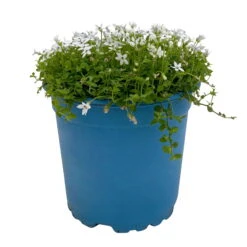 Isotoma Fluvialis Weiß, Topf-Ø 12 Cm, 3er-Set -Garten Sicht Verkäufe 0319100527 Isotoma fluviatilis 3er Set weiss 1 110596