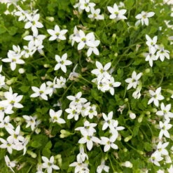 Isotoma Fluvialis Weiß, Topf-Ø 12 Cm, 3er-Set -Garten Sicht Verkäufe 0319100527 Isotoma fluviatilis 3er Set weiss 3 110409