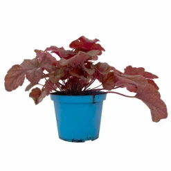 Heucherella 'Buttered Rum®', Karamellfarben, Topf-Ø 12 Cm, 3er-Set -Garten Sicht Verkäufe 0319100529 Heucherella Buttered Rum 12cm karamellfarben 3er Set 1 114772