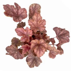 Heucherella 'Buttered Rum®', Karamellfarben, Topf-Ø 12 Cm, 3er-Set -Garten Sicht Verkäufe 0319100529 Heucherella Buttered Rum 12cm karamellfarben 3er Set 4 114773