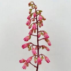 Purpurglöckchen 'Peppermint Spice' Grün-rosa, Topf-Ø 12 Cm, 3er-Set -Garten Sicht Verkäufe 0319100530 Heuchera Peppermint Spice 12cm Blatt dunkelgruen 3er Set 10 114716