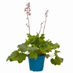 Purpurglöckchen 'Peppermint Spice' Grün-rosa, Topf-Ø 12 Cm, 3er-Set -Garten Sicht Verkäufe 0319100530 Heuchera Peppermint Spice 12cm Blatt dunkelgruen 3er Set 13 114774