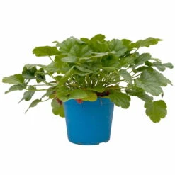 Purpurglöckchen 'Peppermint Spice' Grün-rosa, Topf-Ø 12 Cm, 3er-Set -Garten Sicht Verkäufe 0319100530 Heuchera Peppermint Spice 12cm Blatt dunkelgruen 3er Set 2 114777