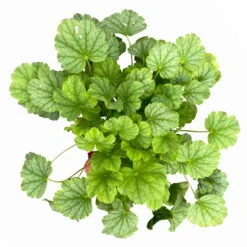 Purpurglöckchen 'Peppermint Spice' Grün-rosa, Topf-Ø 12 Cm, 3er-Set -Garten Sicht Verkäufe 0319100530 Heuchera Peppermint Spice 12cm Blatt dunkelgruen 3er Set 5 114778