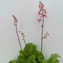 Purpurglöckchen 'Peppermint Spice' Grün-rosa, Topf-Ø 12 Cm, 3er-Set -Garten Sicht Verkäufe 0319100530 Heuchera Peppermint Spice 12cm Blatt dunkelgruen 3er Set 9 114715