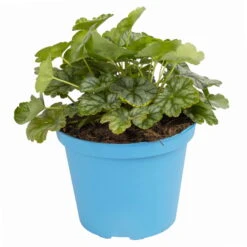 Purpurglöckchen 'Peppermint Spice' Grün-rosa, Topf-Ø 12 Cm, 3er-Set -Garten Sicht Verkäufe 0319100530 Heuchera Peppermint Spice 12cm Blatt dunkelgruen 1 114775