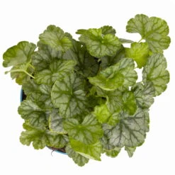 Purpurglöckchen 'Peppermint Spice' Grün-rosa, Topf-Ø 12 Cm, 3er-Set -Garten Sicht Verkäufe 0319100530 Heuchera Peppermint Spice 12cm Blatt dunkelgruen 2 114776