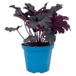 Purpurglöckchen 'Timeless Night', Schwarzviolett, Topf-Ø 12 Cm, 3er-Set -Garten Sicht Verkäufe 0319100531 Heuchera Timeless Night 12cm Blatt schwarzviolett 3er Set 1 114781