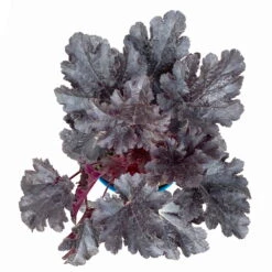 Purpurglöckchen 'Timeless Night', Schwarzviolett, Topf-Ø 12 Cm, 3er-Set -Garten Sicht Verkäufe 0319100531 Heuchera Timeless Night 12cm Blatt schwarzviolett 3er Set 5 114782