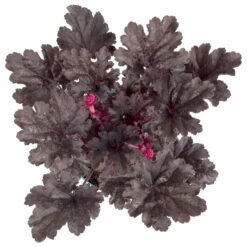 Purpurglöckchen 'Timeless Night', Schwarzviolett, Topf-Ø 12 Cm, 3er-Set -Garten Sicht Verkäufe 0319100531 Heuchera Timeless Night 12cm Blatt schwarzviolett 2 114780