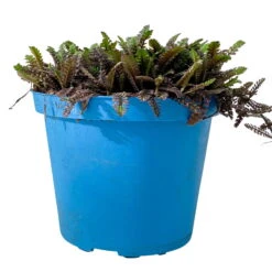 Fiederpolster 'Inkognito' Schwarzgrün, Topf-Ø 12 Cm, 3er-Set -Garten Sicht Verkäufe 0319100532 Leptinella Inkognito 3erSet T12 schwarzgruen 1 116555