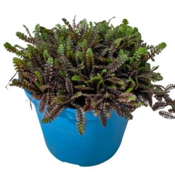 Fiederpolster 'Inkognito' Schwarzgrün, Topf-Ø 12 Cm, 3er-Set -Garten Sicht Verkäufe 0319100532 Leptinella Inkognito 3erSet T12 schwarzgruen 2 116556