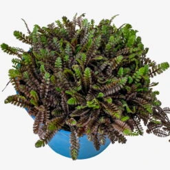Fiederpolster 'Inkognito' Schwarzgrün, Topf-Ø 12 Cm, 3er-Set -Garten Sicht Verkäufe 0319100532 Leptinella Inkognito 3erSet T12 schwarzgruen 3 116554