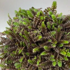 Fiederpolster 'Inkognito' Schwarzgrün, Topf-Ø 12 Cm, 3er-Set -Garten Sicht Verkäufe 0319100532 Leptinella Inkognito 3erSet T12 schwarzgruen 6 116011