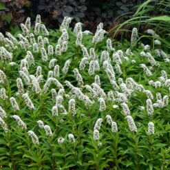 Ausgewählte Produkte -Garten Sicht Verkäufe 0319100539 Lysimachia clethroides weiss 120377