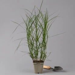 Bio Palmwedel-Segge Rotbraun, Topf-Ø 11 Cm, 3er-Set -Garten Sicht Verkäufe 0319100543 carex muskingumensis 125705