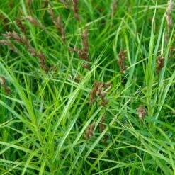 Bio Palmwedel-Segge Rotbraun, Topf-Ø 11 Cm, 3er-Set -Garten Sicht Verkäufe 0319100543 Carex muskingumensis beschnitten 120384