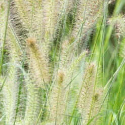 Bio Zwerg-Lampenputzergras 'Little Bunny' Gelblich-braun, Topf-Ø 11 Cm, 3er-Set