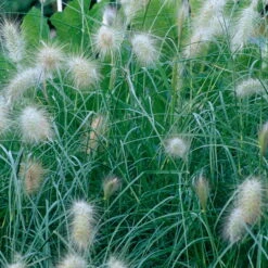 Bio Zwerg-Lampenputzergras 'Little Bunny' Gelblich-braun, Topf-Ø 11 Cm, 3er-Set -Garten Sicht Verkäufe 0319100544 Pennisetum alopecuroides Little Bunny beschnitten 2 120387