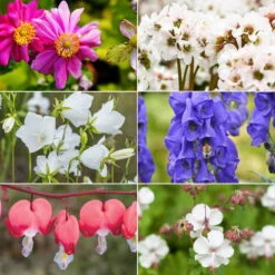 Schattenstauden Set, 18 Pflanzen Für 3 M², Bunt -Garten Sicht Verkäufe 0319100546 Schatten Stauden Mix 1Set 18Pflanzen 1 tk 1 122684