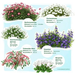 Schattenstauden Set, 18 Pflanzen Für 3 M², Bunt -Garten Sicht Verkäufe 0319100546 Schatten Staudenset 3m2 2 122224