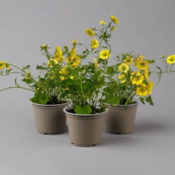 Nelkenwurz 'Nonna' Gelborange Halbgefüllt, Topf-Ø 12 Cm, 3er-Set