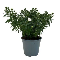 Aster Novi-belgii, Weiss Gefüllt, Topf-Ø 12 Cm, 3er-Set -Garten Sicht Verkäufe 0319200001 Aster novi belgii T12 weiss gefuellt 3er Set WS 3 95806