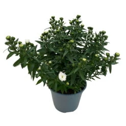 Aster Novi-belgii, Weiss Gefüllt, Topf-Ø 12 Cm, 3er-Set -Garten Sicht Verkäufe 0319200001 Aster novi belgii T12 weiss gefuellt 3er Set WS 4 95807