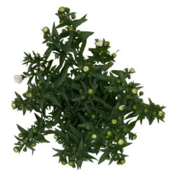 Aster Novi-belgii, Weiss Gefüllt, Topf-Ø 12 Cm, 3er-Set -Garten Sicht Verkäufe 0319200001 Aster novi belgii T12 weiss gefuellt 3er Set WS 5 95808