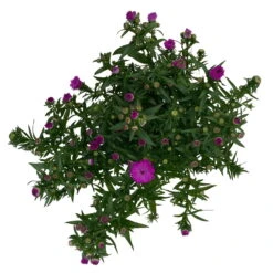 Aster Novi-belgii, Rosa Gefüllt, Topf-Ø 12 Cm, 3er-Set -Garten Sicht Verkäufe 0319200002 Aster novi belgii T12 rosa gefuellt 3er Set WS 4 95811