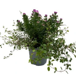 Aster & Mühlenbeckia, 3er-Set, Rosa Gefüllt, Topf 12/13 Cm Ø -Garten Sicht Verkäufe 0319200009 Aster novi belgii Muehlenbeckia rosa 3er Set WS 2 95824