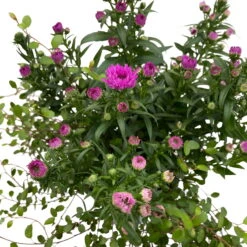 Aster & Mühlenbeckia, 3er-Set, Rosa Gefüllt, Topf 12/13 Cm Ø -Garten Sicht Verkäufe 0319200009 Aster novi belgii Muehlenbeckia rosa 3er Set WS 4 95826