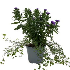 Aster & Mühlenbeckia, 3er-Set, Blau Gefüllt, Topf 12/13 Cm Ø